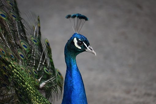Peacocks – 9 amazing birds in the world