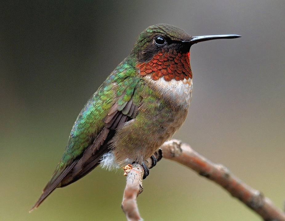 Hummingbirds – 9 amazing birds in the world