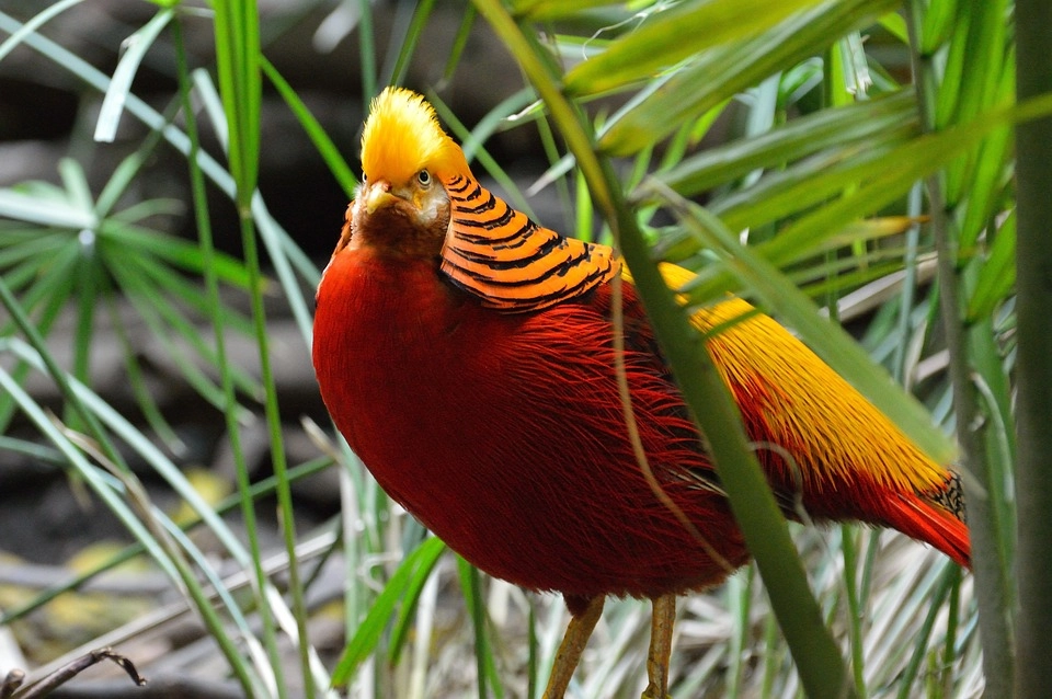 Golden Pheasant – 9 amazing birds in the world