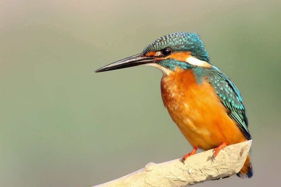 Kingfisher – 9 amazing birds in the world