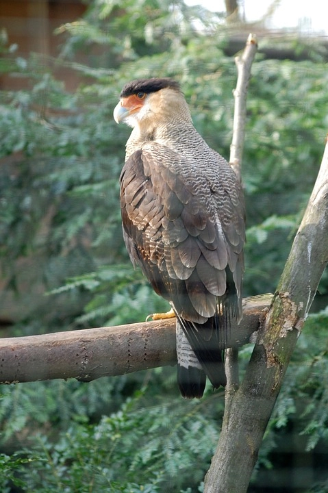 Harpy Eagle – 9 amazing birds in the world