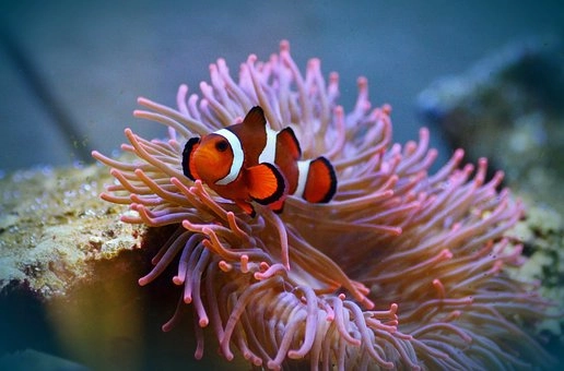 Clownfish – 10 Amazing marine fish