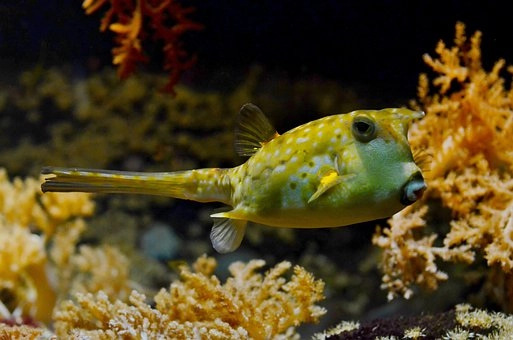 Pufferfish – 10 Amazing marine fish