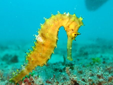 Sea horse – 10 Amazing marine fish