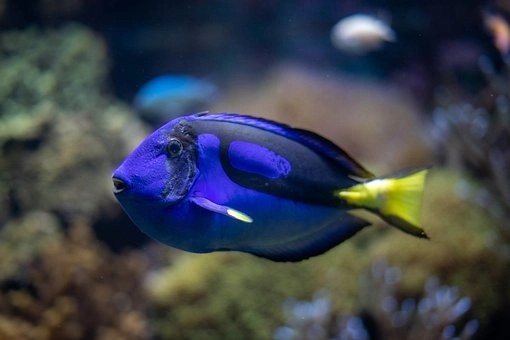 10 Amazing marine fish