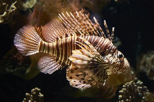 Lionfish – 10 Amazing marine fish