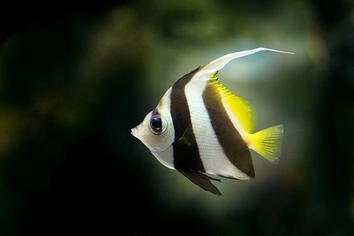 Angelfish – 10 Amazing marine fish