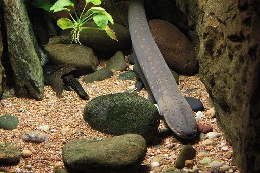 Electric Eel – 10 Amazing marine fish