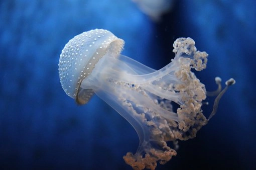 Jellyfish – 10 Amazing marine fish