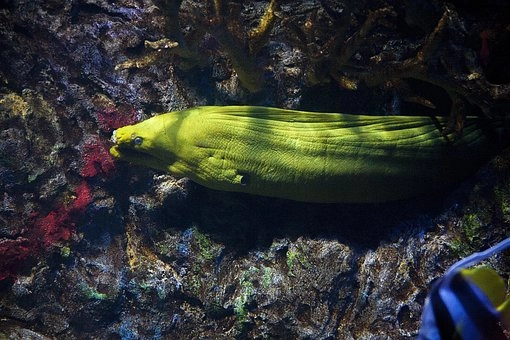 Moray eel – 10 Amazing marine fish