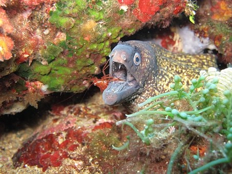 Moray eel – 10 Amazing marine fish