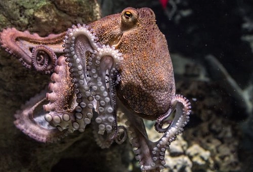Octopus – 10 Amazing marine fish