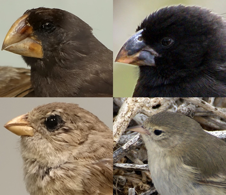 What is speciation in biology?