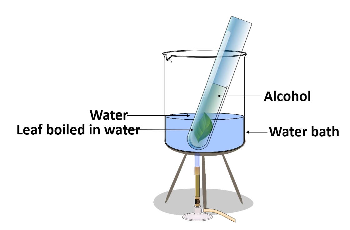 Starch test – Simple experiments that can be conducted in the laboratory