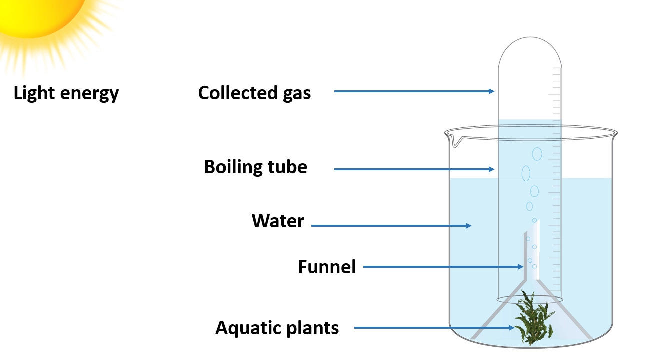 Study that oxygen is produced during photosynthesis – Simple experiments that can be conducted in the laboratory