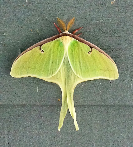  The largest moths in North America