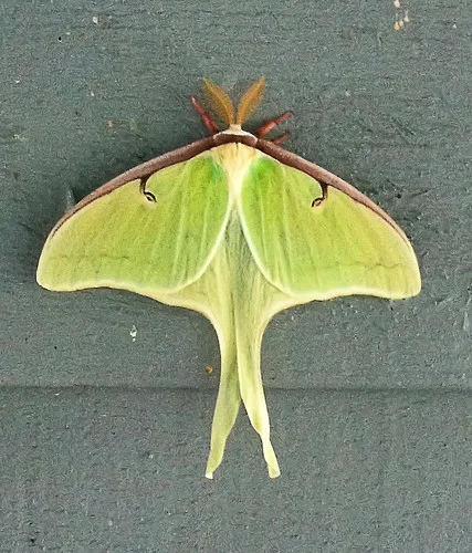 The largest moths in North America