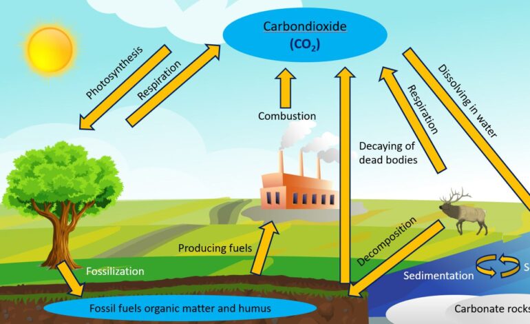 carbon cycle images