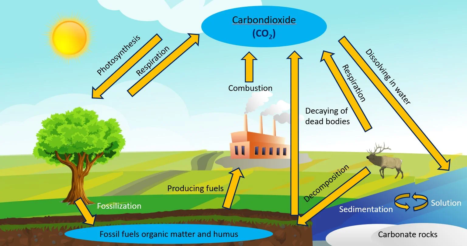 Carbon cycle simplified - full lesson