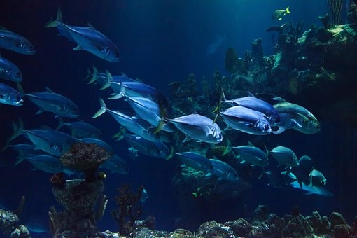 Ocean plays a significant role in the carbon cycle – Carbon cycle simplified - full lesson