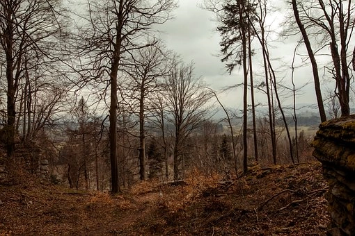 How does deforestation affect the carbon cycle – Carbon cycle simplified - full lesson
