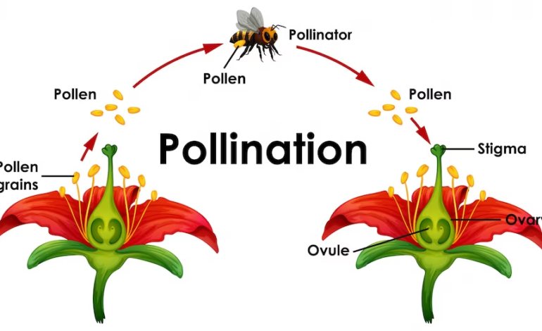 pollination biology