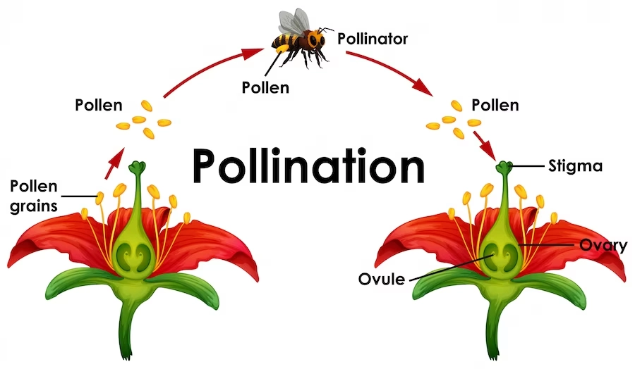 Pollination complete lesson