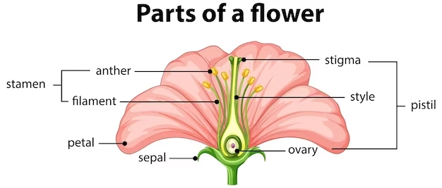 Parts of a flower – Pollination complete lesson