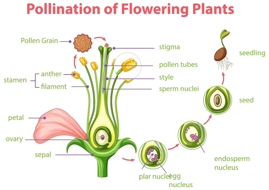 Pollination of flowering plants – Pollination complete lesson