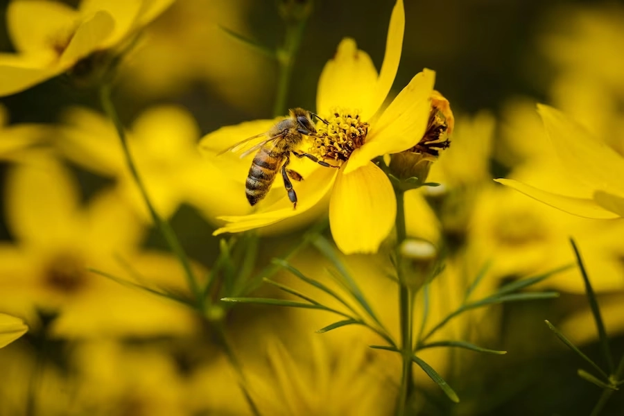 Pollination agents – Pollination complete lesson