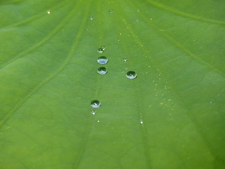 Lotus effect – Nanotechnology and its applications