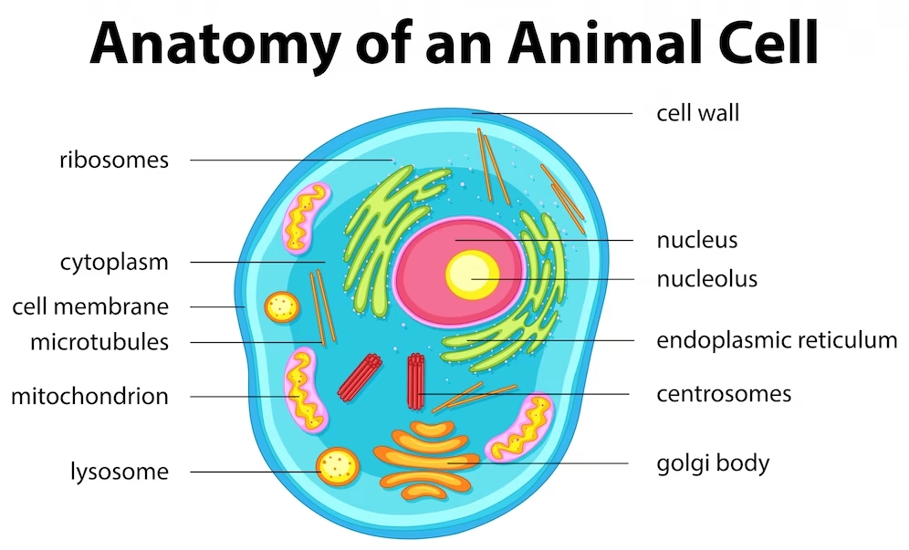 Anatomy of an animal cell – Nanotechnology and its applications