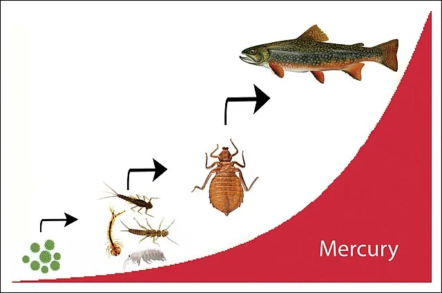 Biomagnification vs bioaccumulation vs bioconcentration