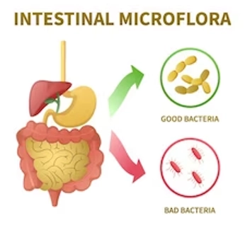 The Benefits of Probiotics: Exploring the Role of Good Bacteria in the Gut