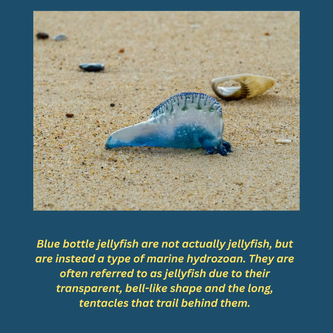 Blue bottle jellyfish