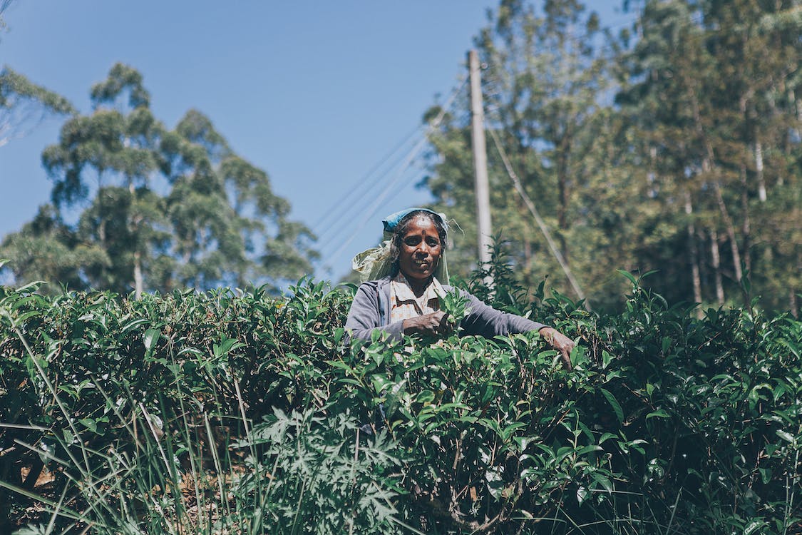 Free A Woman Farming in the Cropland Stock Photo