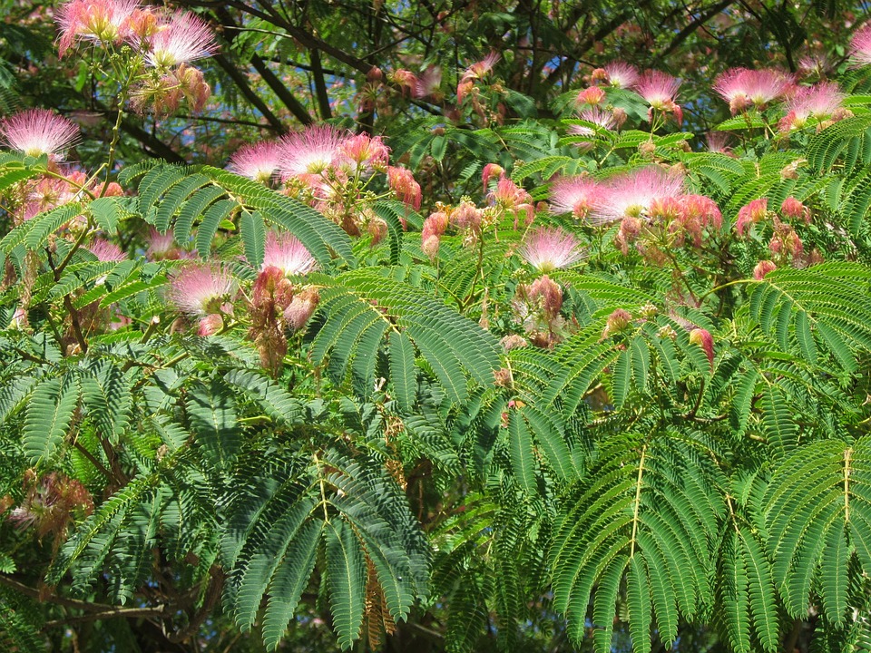 Free Albizia Julibrissin Persian Silk Tree photo and picture