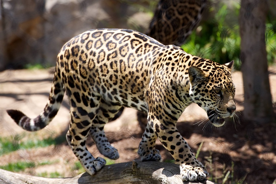 Free Animal Leopard photo and picture