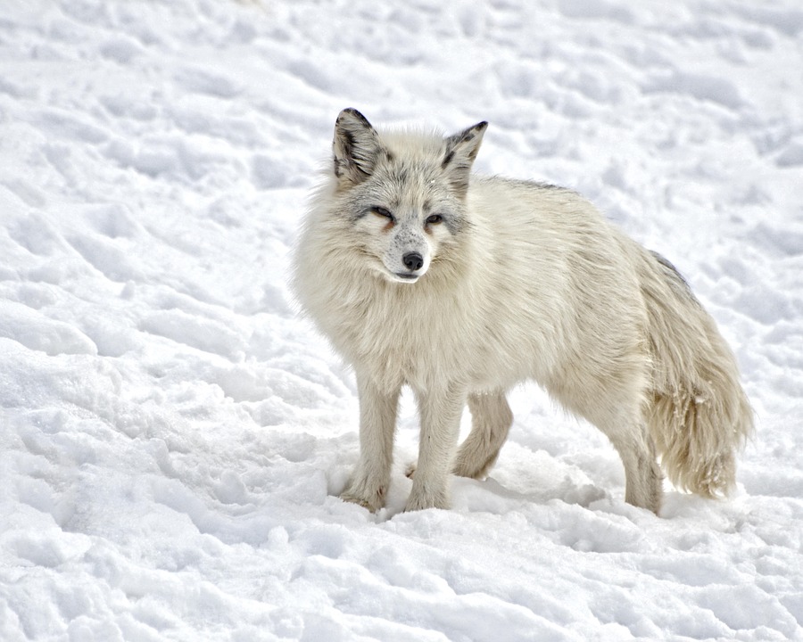 Free Arctic Fox Mammal photo and picture