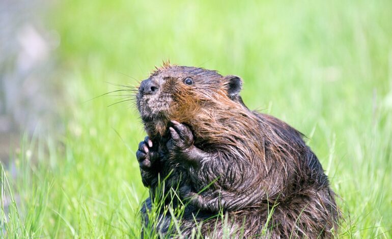 largest rodent of the north america