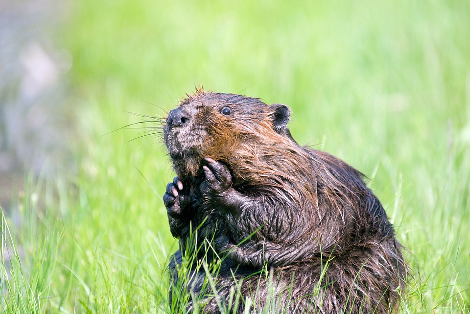 Free Beaver Pond photo and picture