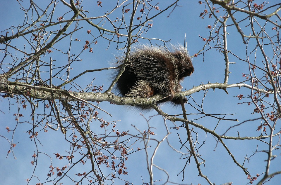 Free Canada Porcupine photo and picture