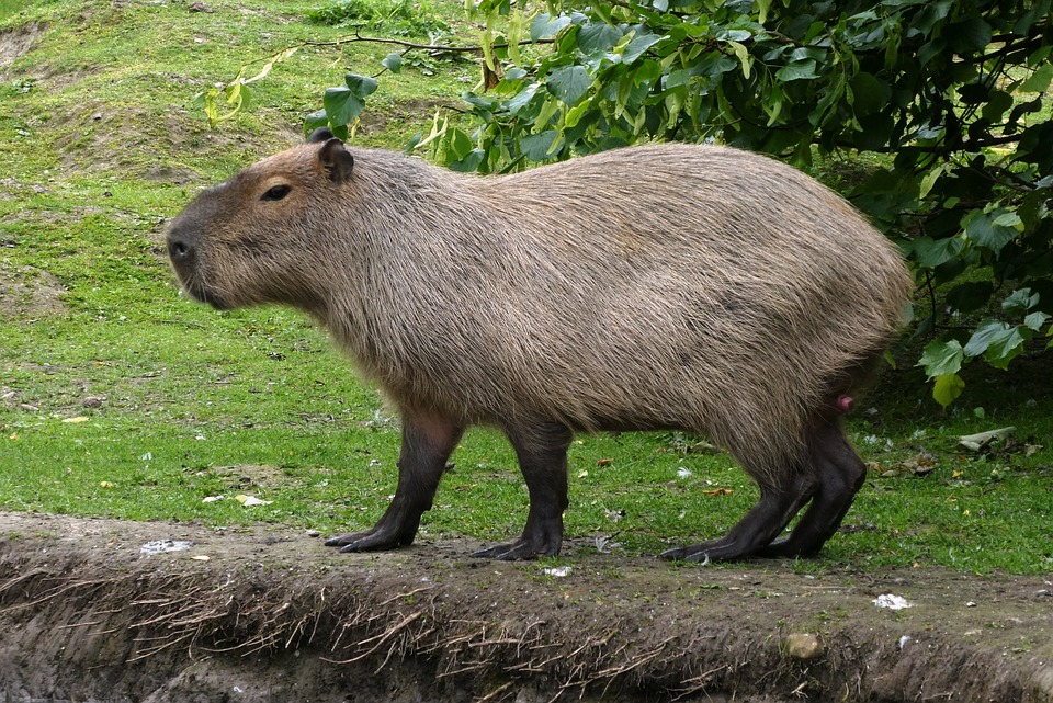 Free Capybara Faunapark photo and picture