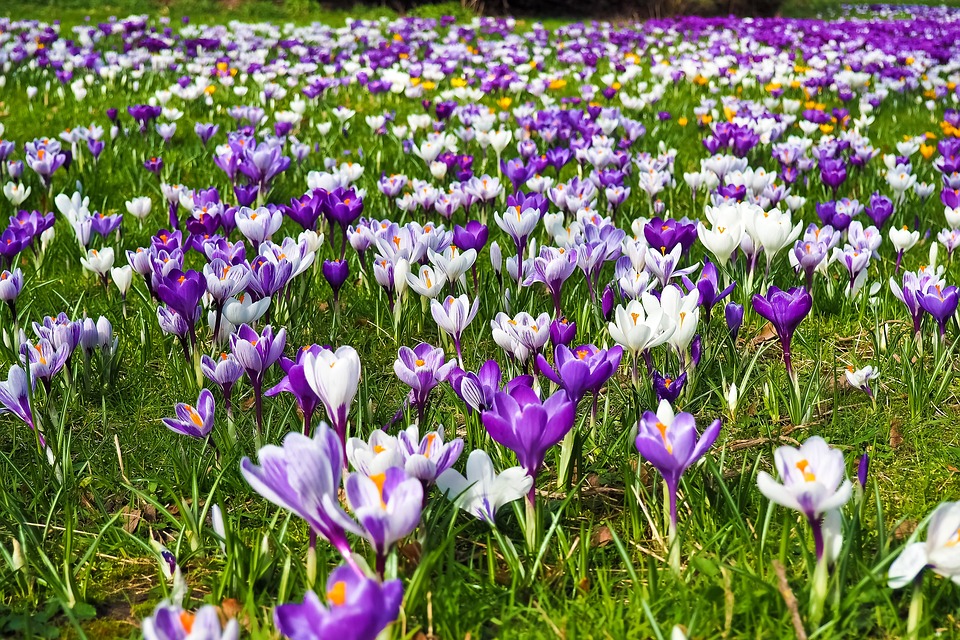 Free Crocus Flower photo and picture