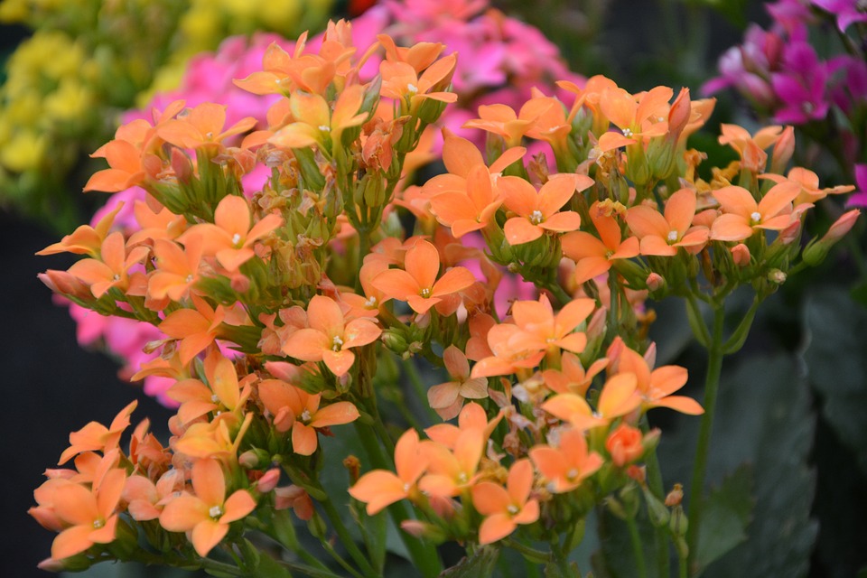 Free Flowers Orange Kalanchoe photo and picture