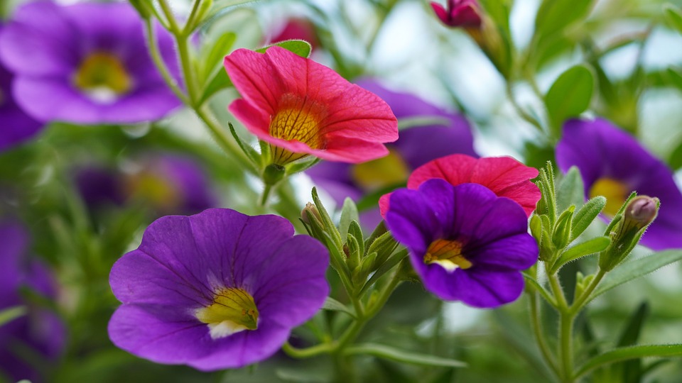 Free Magic Bells Petunia photo and picture