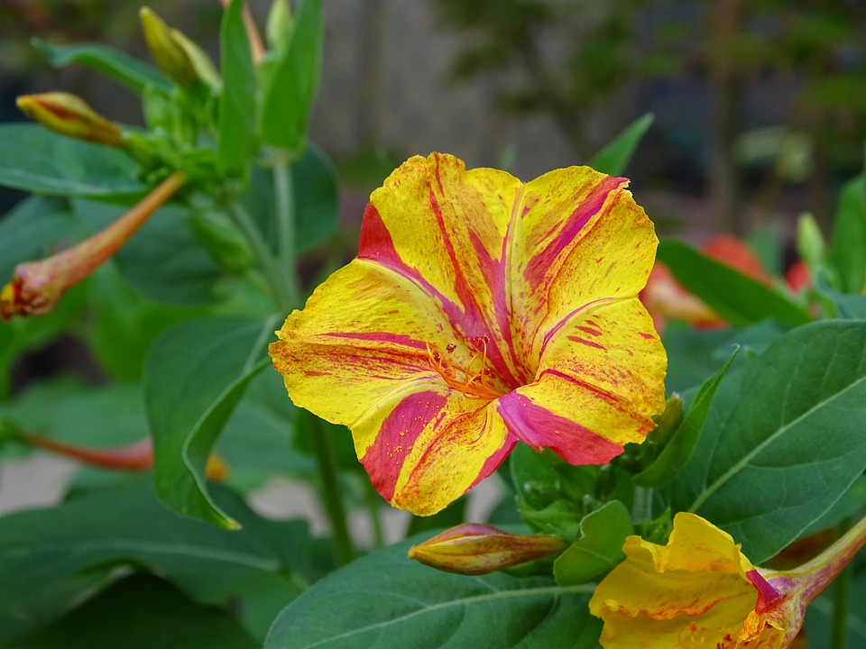 Free Miracle Flower Mirabilis Jalapa photo and picture