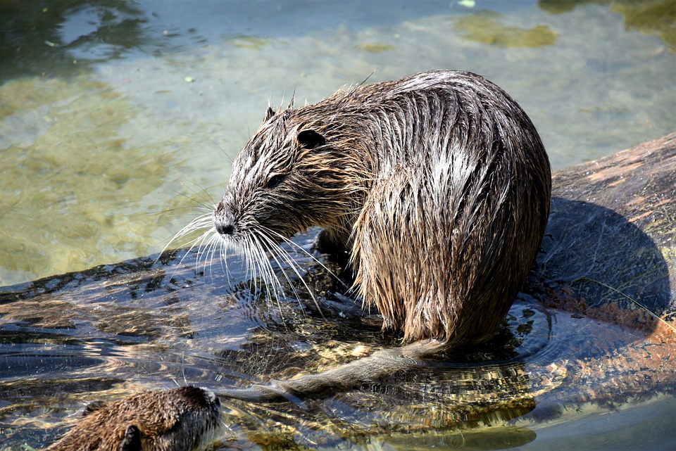 Free Muskrat Rodent photo and picture