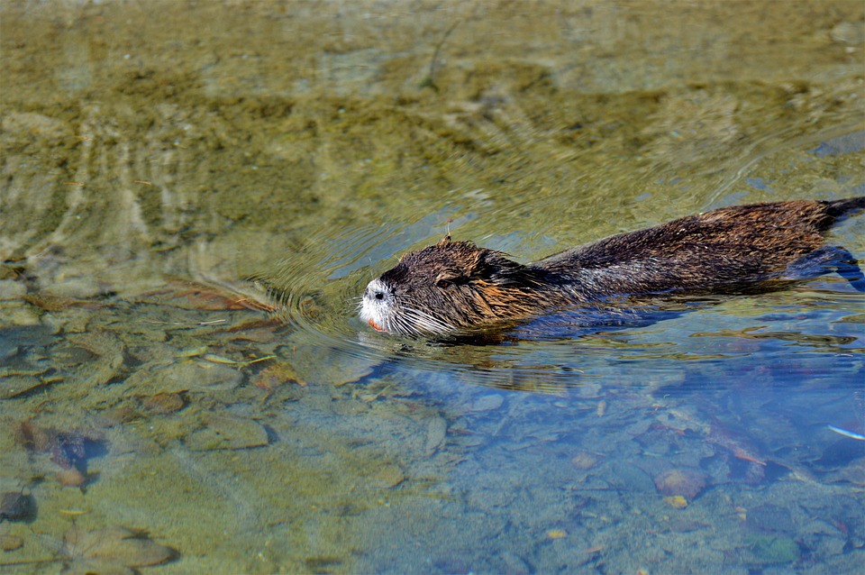 Free Nutria Beaver Rat photo and picture