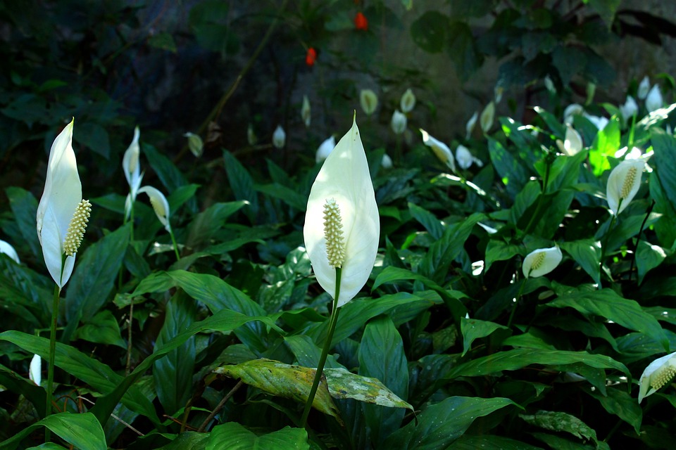 Free Peace Lily Flower photo and picture